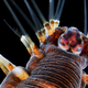 Image for article titled Marvel at 2013's best microscopic photography